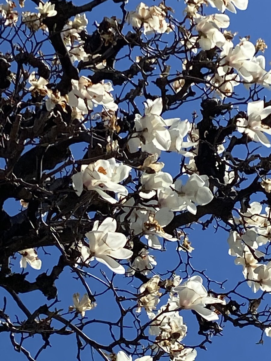 金木犀 花束ね人 近所の大木の白木蓮がもうすぐ終わりそうです 最後の花まで惜しみなく咲かせて 青空に負けない白さで凛としています 今日は暖かくなると言うより暑くなる らしいので黄砂と花粉に要注意 明け方の地震で少々寝不足気味ですが 春の私