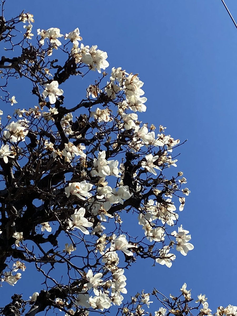 金木犀 花束ね人 近所の大木の白木蓮がもうすぐ終わりそうです 最後の花まで惜しみなく咲かせて 青空に負けない白さで凛としています 今日は暖かくなると言うより暑くなる らしいので黄砂と花粉に要注意 明け方の地震で少々寝不足気味ですが 春の私