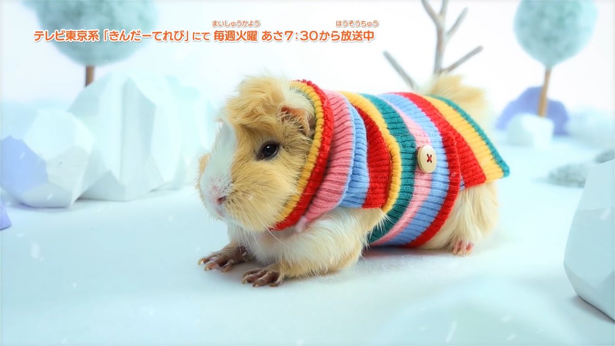 ジスロマック モルモット 実はモルカーと同じぐらいかわいい