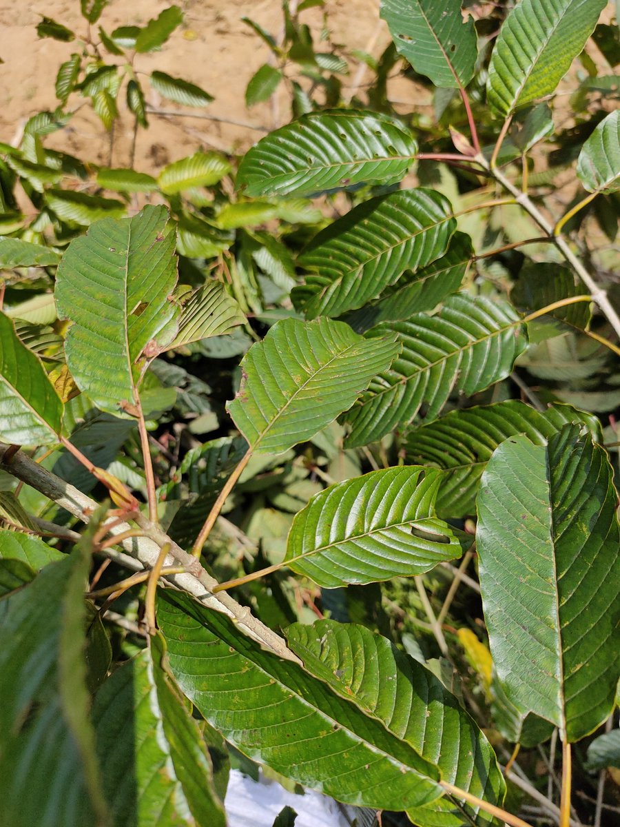 Rootanical2's tweet image. old leaves