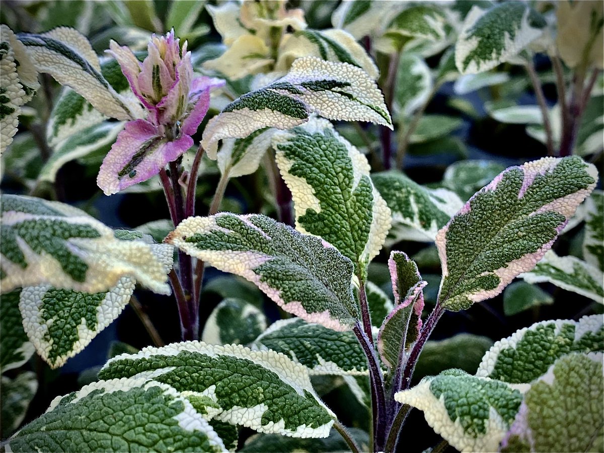 Gardeners Kitchen tweet media