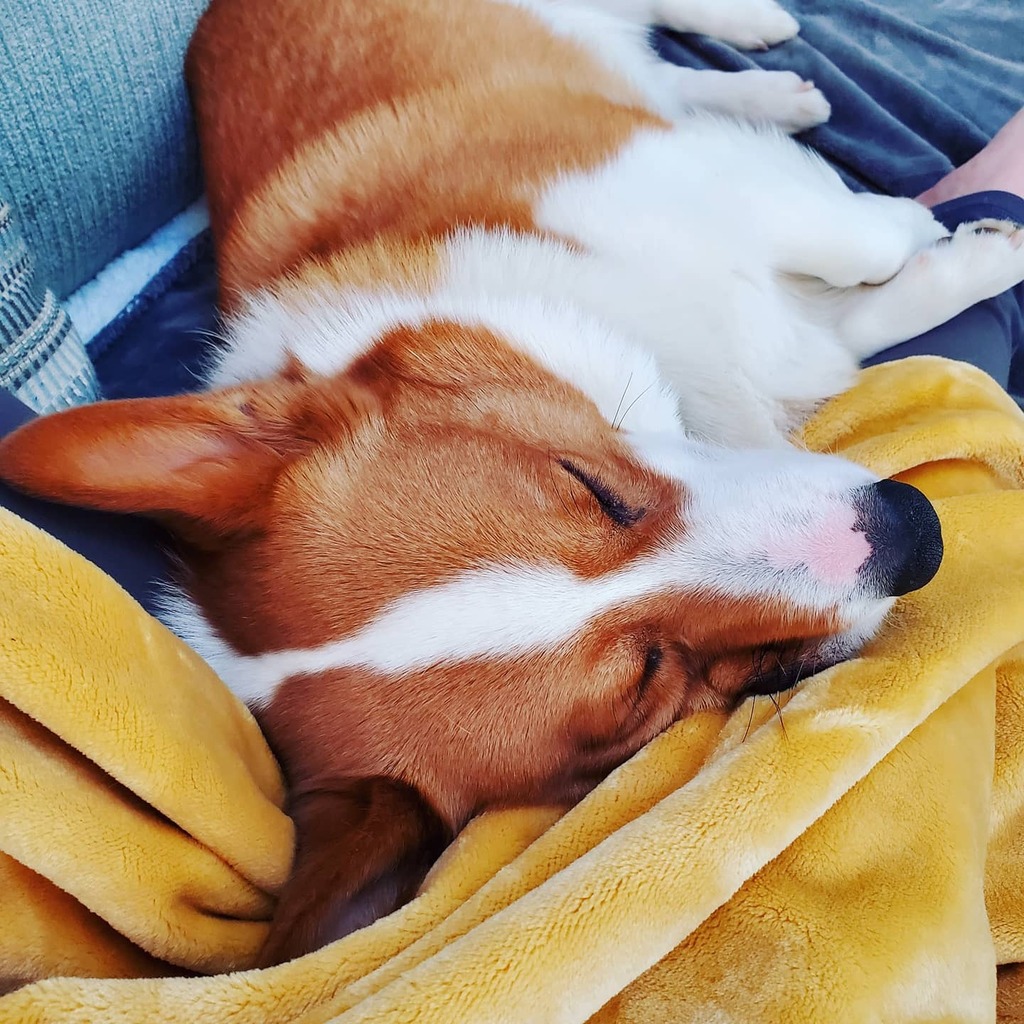 foolofapup's tweet photo. Spring forward, they said. You'll enjoy the extra sunshine, they said.
~
~
#corgi #daylightsavings #snoozle #springiscoming #springforward #doglife #goodboy #bestdog #cute #dogoftheday #dogphotography #perrito #lindo #primavera #floof #corgigram #corgic… https://t.co/fbmRnqKHhR https://t.co/GaQ2ehPyiM