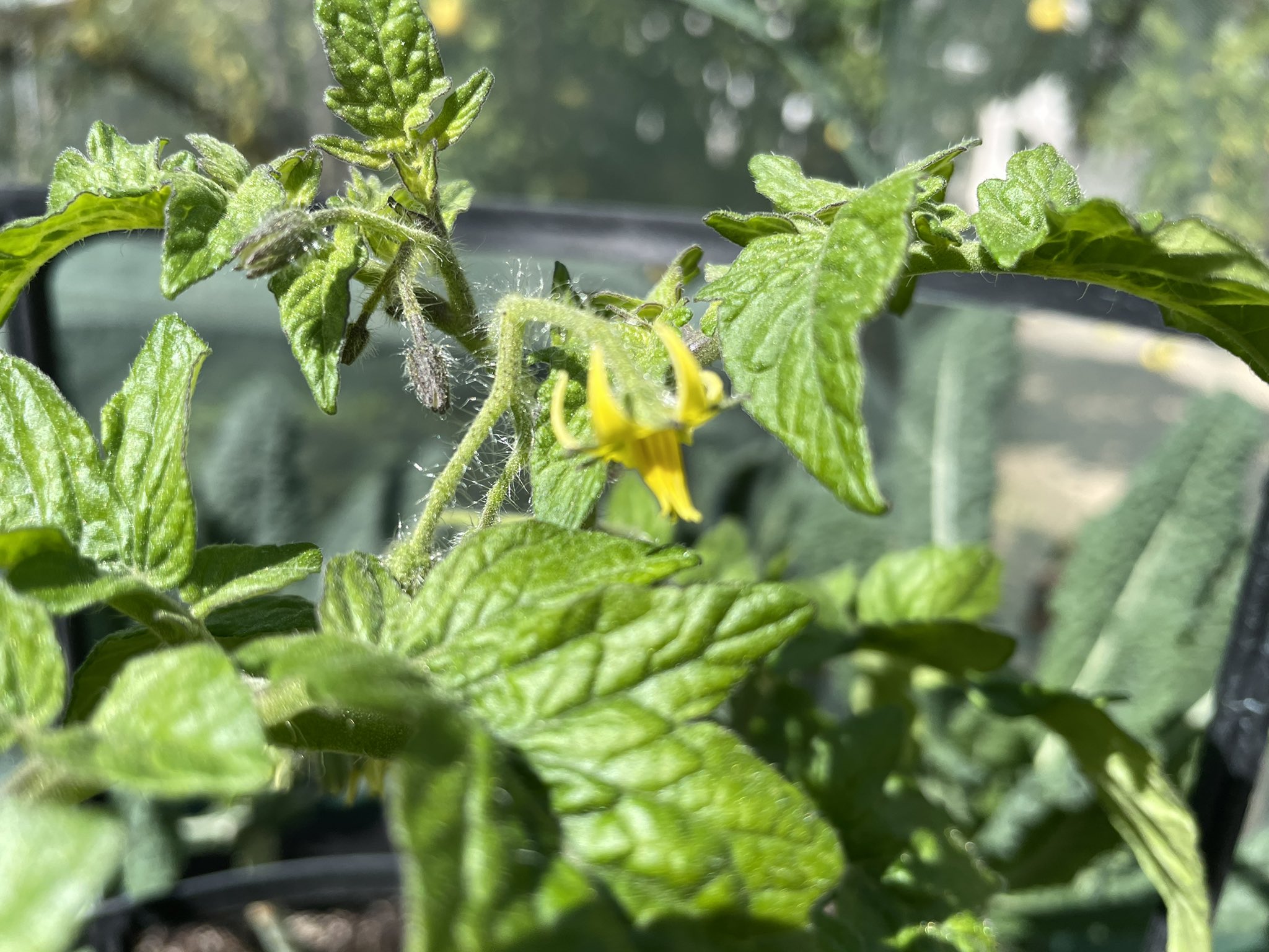 ウサ子です ミニトマトの花 初 早すぎないですか まだ背は低いよ 寒くなったり 暑くなったりで おかしくなちゃった 初めてのトマト作り 楽しみ 家庭菜園 トマト ココピート T Co Glkarycooy Twitter