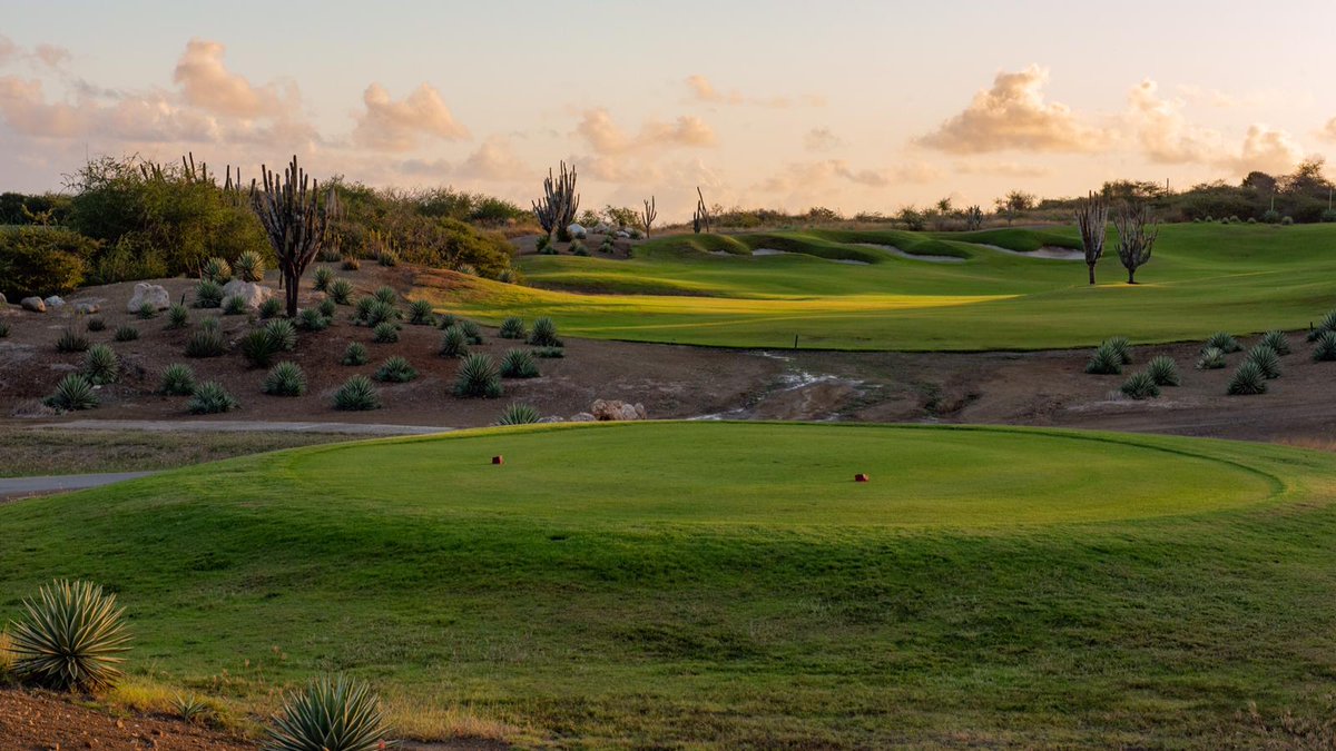 atlasturf's tweet image. Renovation and gradual turf conversion at @BlueBayCuracao Golf &amp;amp; Beach Resort in Curaçao progressing with improved seeded turf variety. #turfconversion #puredynastyseededpaspalum #interseeding  bit.ly/2OUeW5V