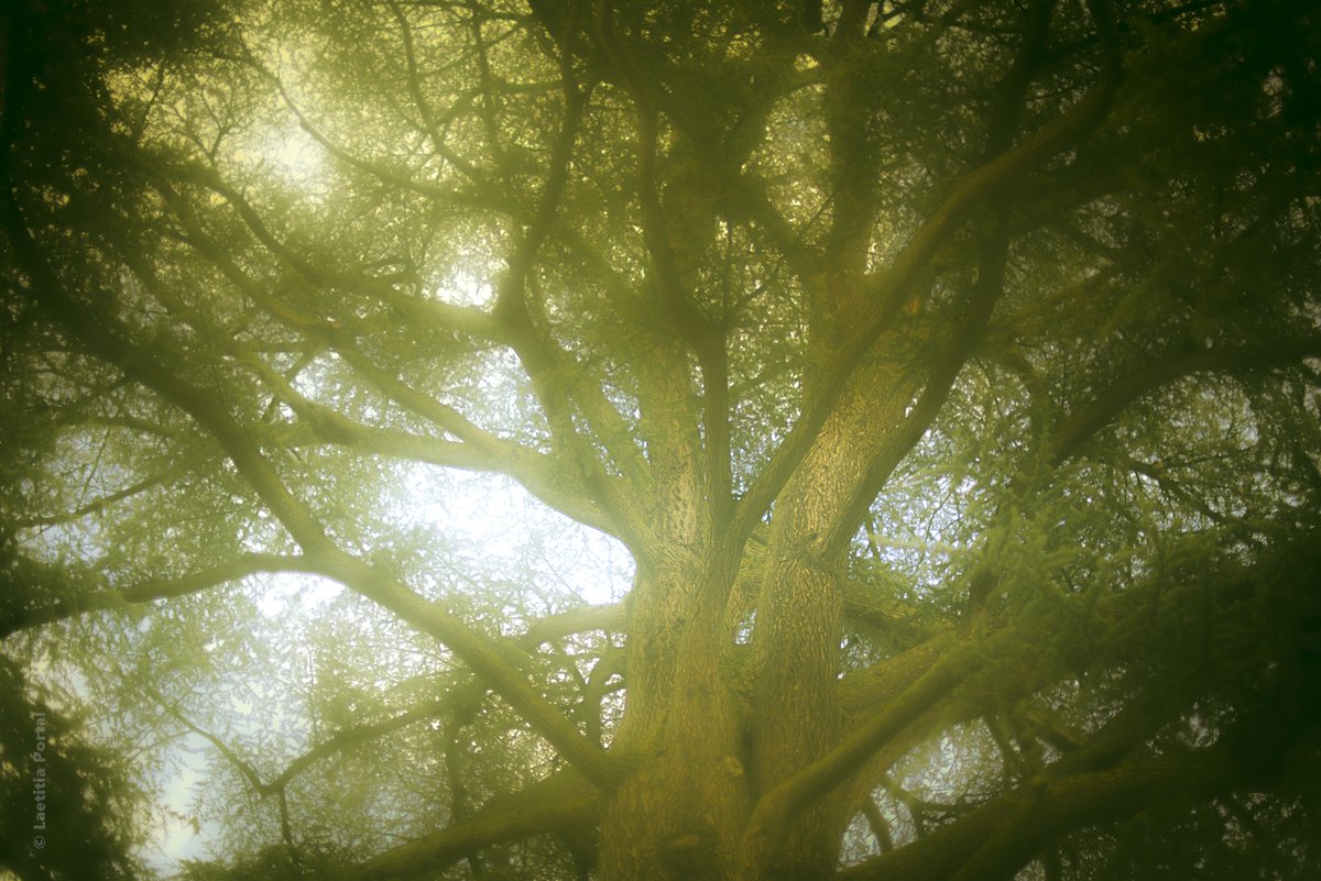 Laetitia Portal tweet media