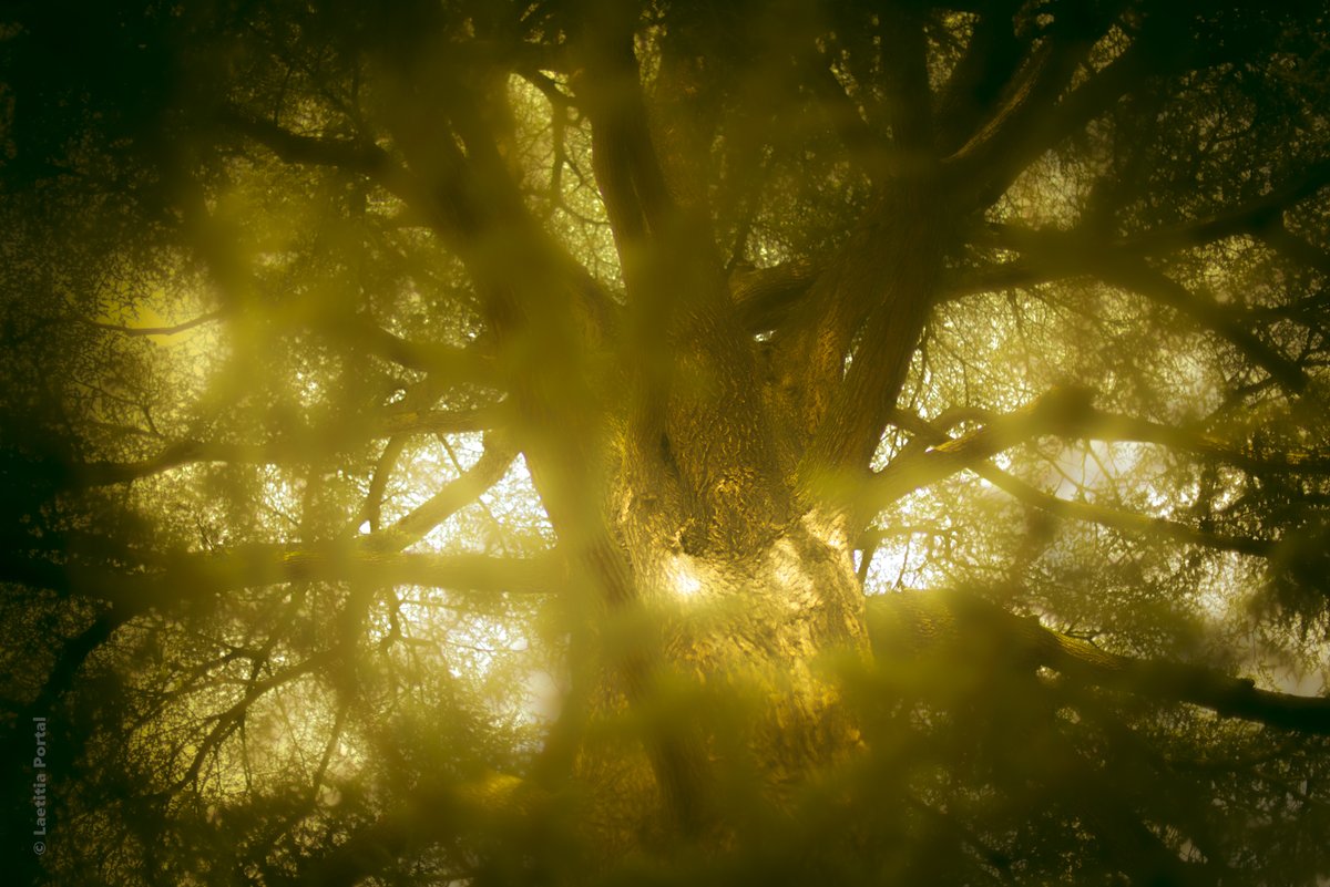 Laetitia Portal tweet media