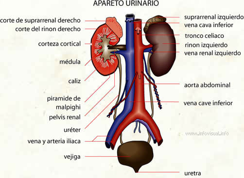 Estructuras del sistema urinario