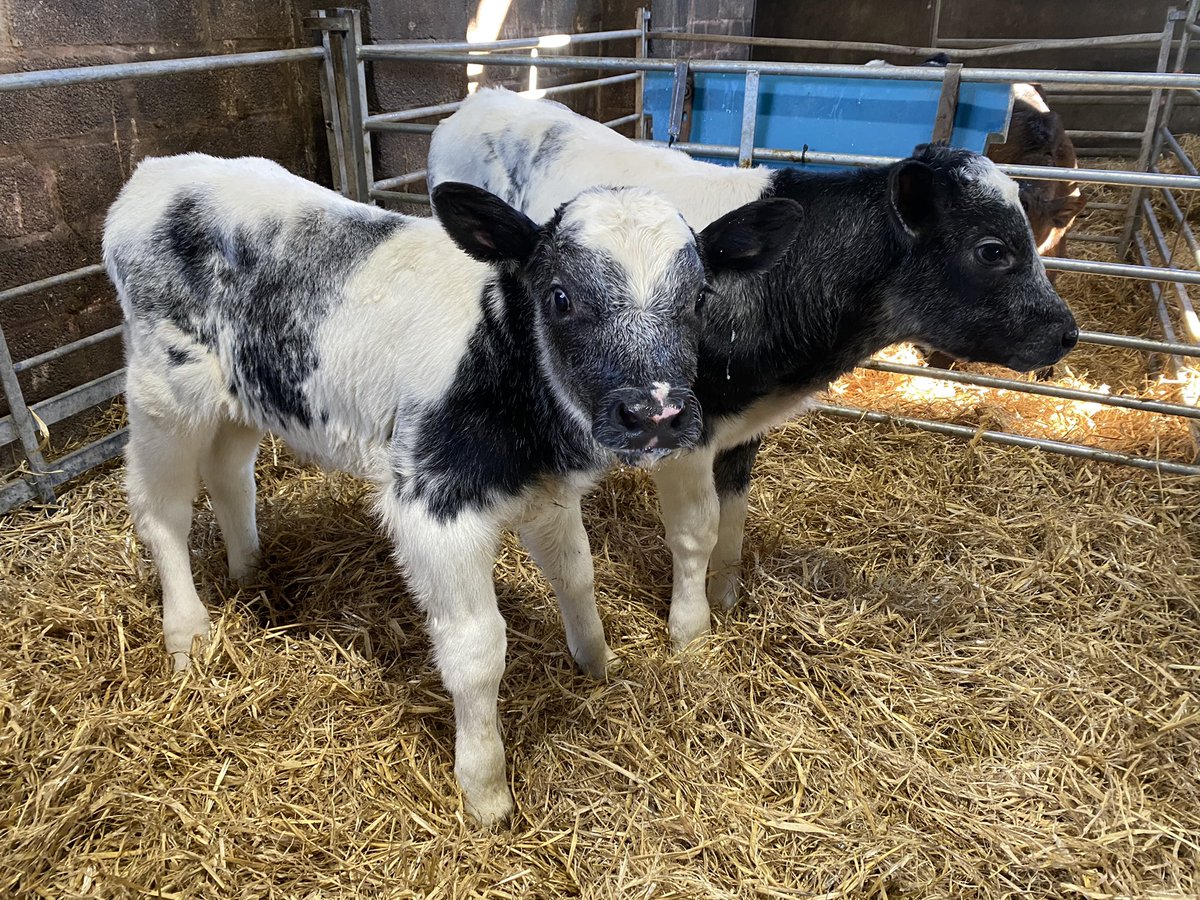 Megan Edwards tweet media