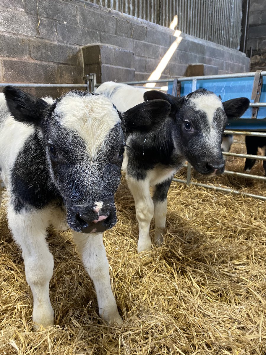 Two glorious British Blue Governor calves @GenusABS #britishblue #springcalving #beefondairy #beeffromday1