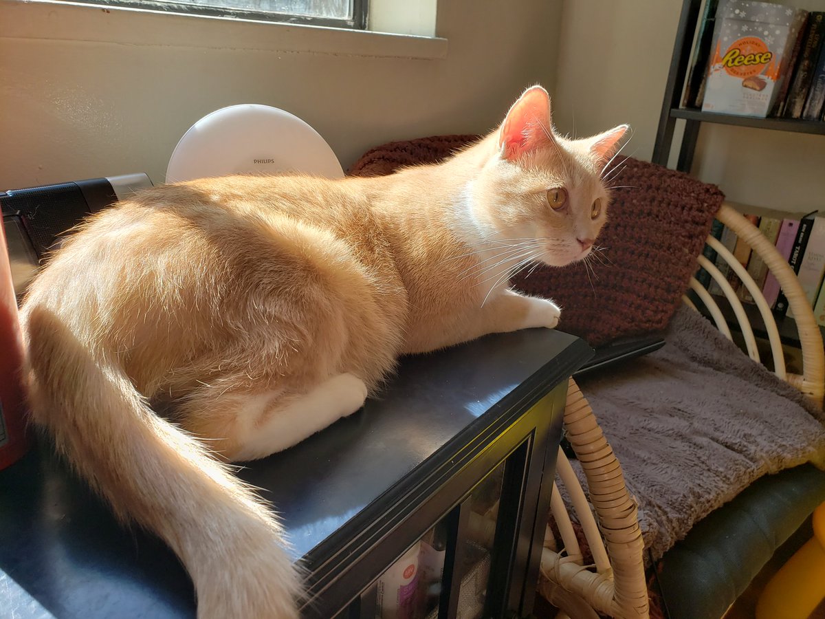 Home sick today, mostly gonna be offline but have this gorgeous boy who's keeping me company