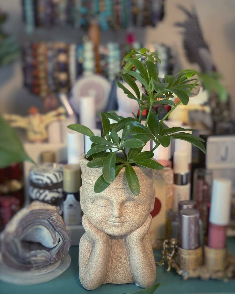 Vegan_Beauty's tweet photo. Favorite plant store: Trader Joe’s. 🪴 (Who’d have thunk?) Found this cutie patoot there, and it’s bringing a lil’ zen and joy to my hella chaotic and cluttered dresser. 🧘‍♀️

#crazyplantlady #plantsofinstagram #plantsofig #plants #plantsmakepeoplehappy #… https://t.co/UwUoekEaB1 https://t.co/m9lQeM0hiy