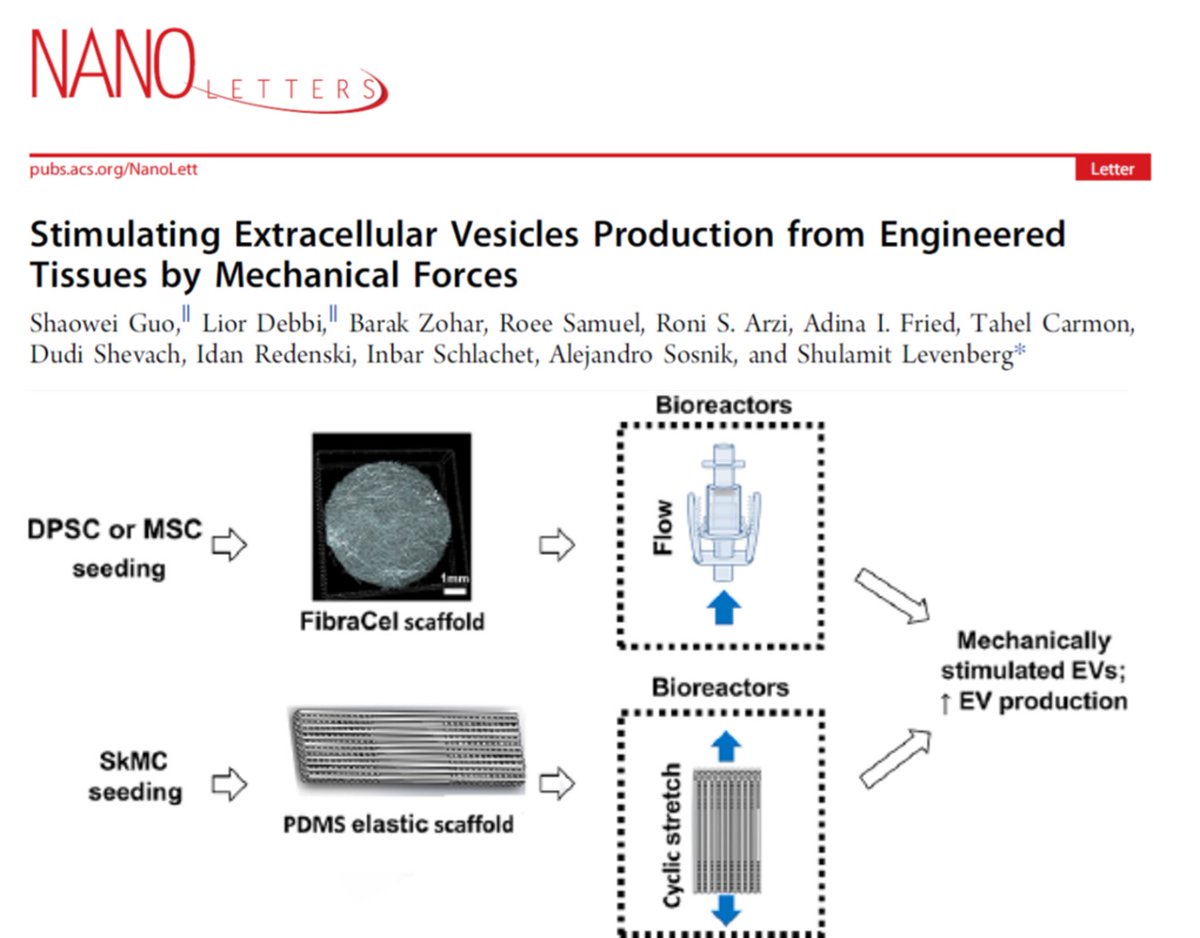 Lior Debbi (@debbilior) on Twitter photo Happy to share our recent work just published in <a href="/NanoLetters/">Nano Letters</a> .
"Stimulating Extracellular Vesicles Production
from Engineered Tissues by Mechanical Forces"
pubs.acs.org/doi/10.1021/ac… Happy to share our recent work just published in <a href="/NanoLetters/">Nano Letters</a> .
"Stimulating Extracellular Vesicles Production
from Engineered Tissues by Mechanical Forces"
pubs.acs.org/doi/10.1021/ac…