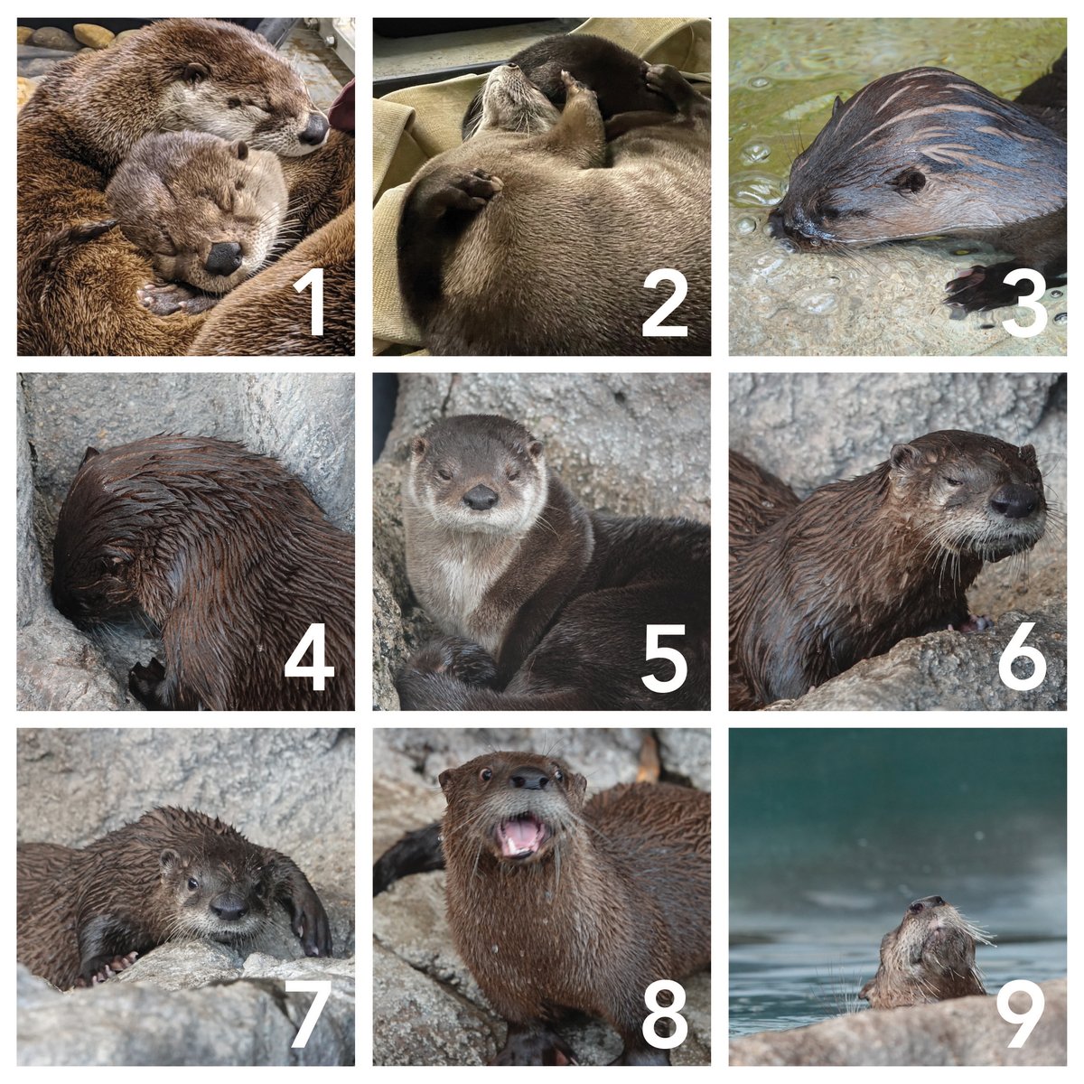 Texas State Aquarium On A 1 9 River Otter Scale How Are You Feeling Today Daylightsavings Hanginthere Texas State Aquarium On A 1 9 River Otter Scale How Are You Feeling Today Daylightsavings Hanginthere