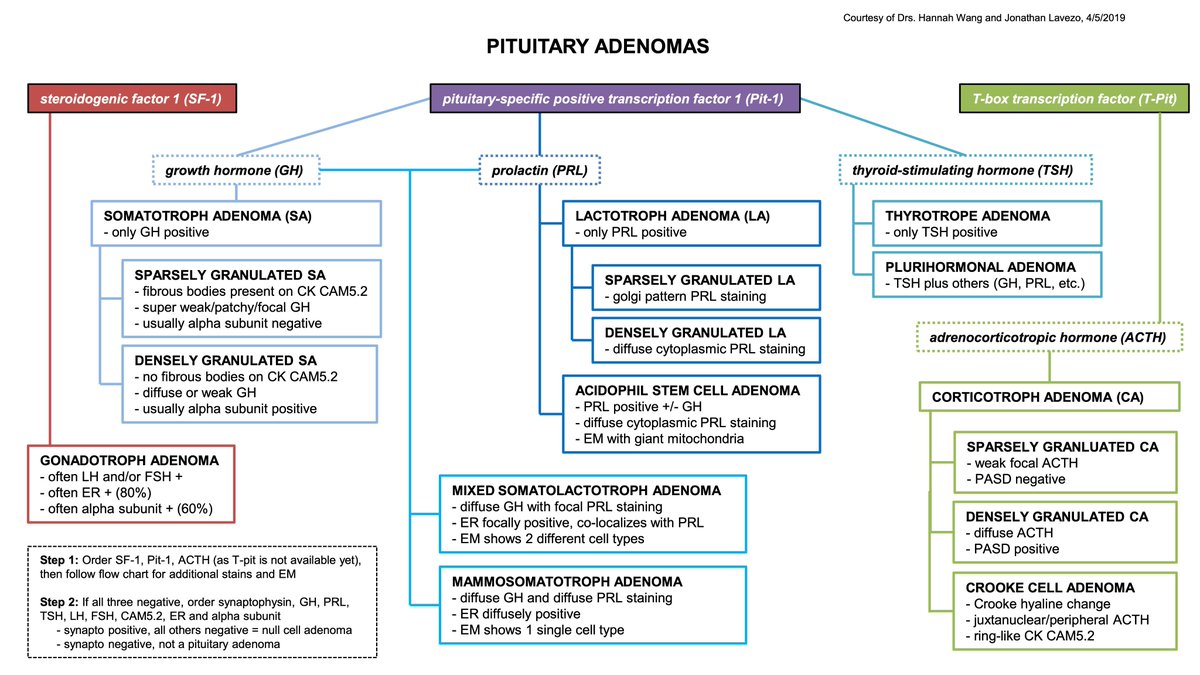 Studying for #Pathology #PathBoards and revisited these gems from my neuropath rotation: cheatsheets on diagnosing infiltrating gliomas and pituitary adenomas based on awesome teaching by then-fellow Jonathan Lavezo. #PathTwitter #MedEd #SurgPath #NeuroPath