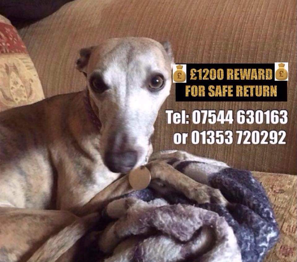 #K9 hour #FindTia 
#chipped #female #Whippet 
#Stolen #Soham #EastAnglia 
#pettheftawareness #pettheftarmy