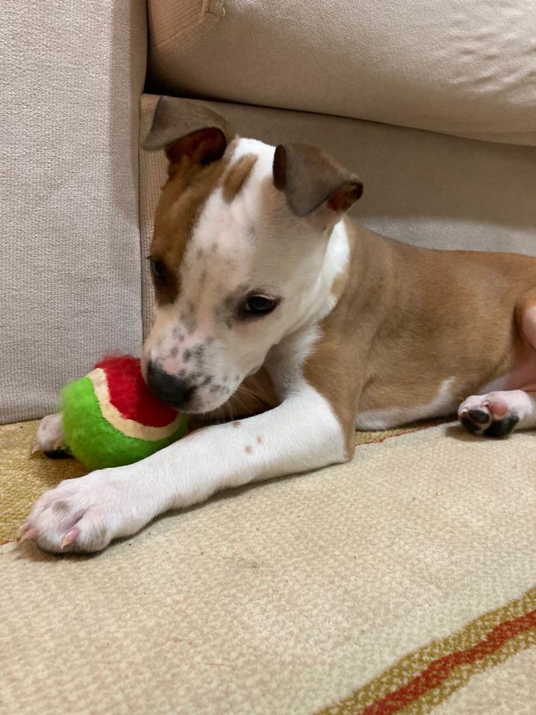 DogFio's tweet photo. Topumla çok mutluyum💫 https://t.co/HHxVzquPNp