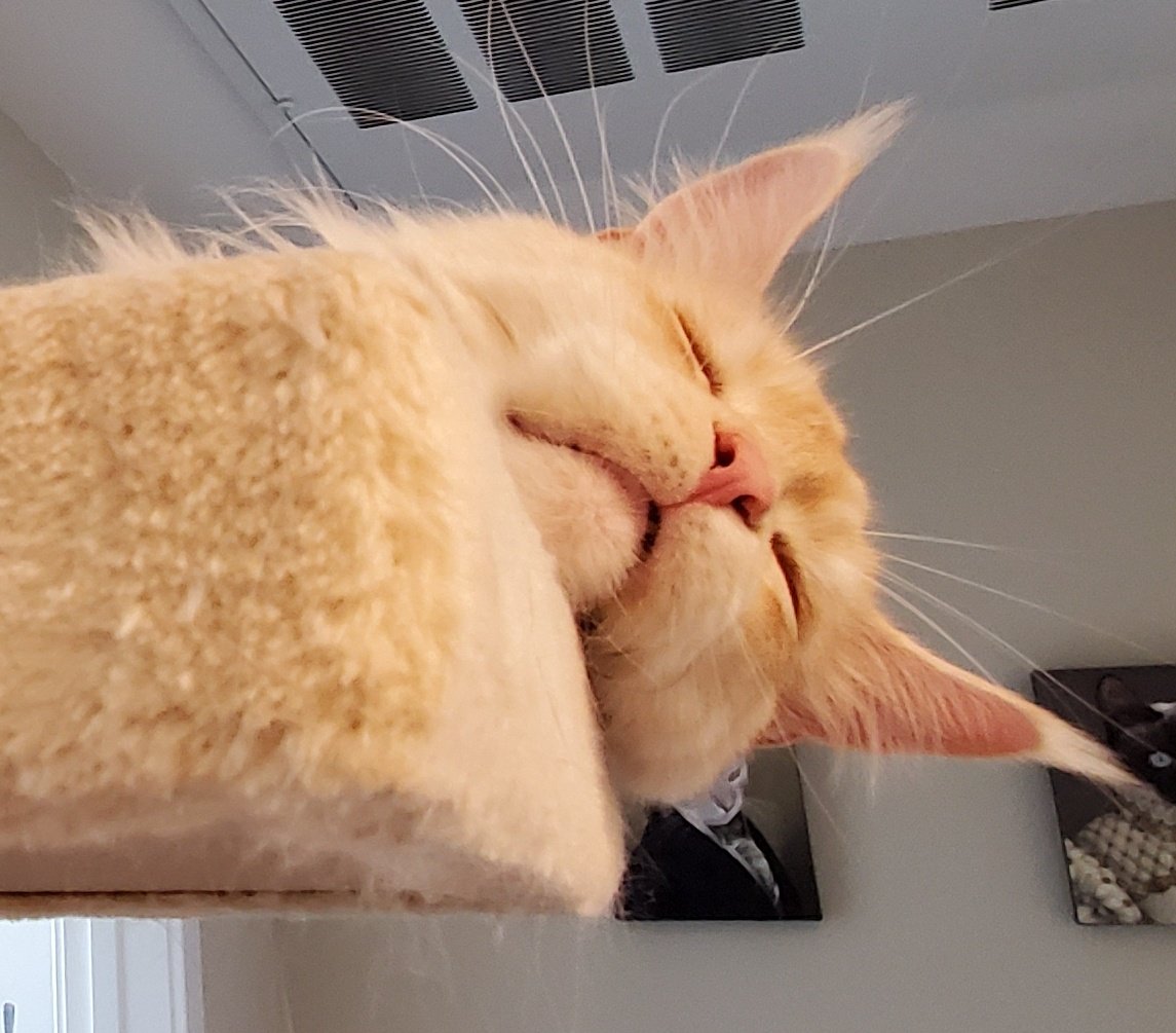 hakutheneko's tweet photo. 天使の寝顔

#cat #CatsOfTwitter #mainecoon #ねこ #猫 #猫のいる暮らし #メインクーン https://t.co/adgQOZxHud
