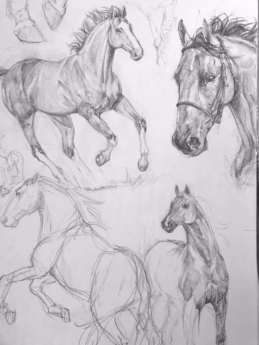 desenhando cavalo pq eles sao simpaticos bonitos e gente boa 