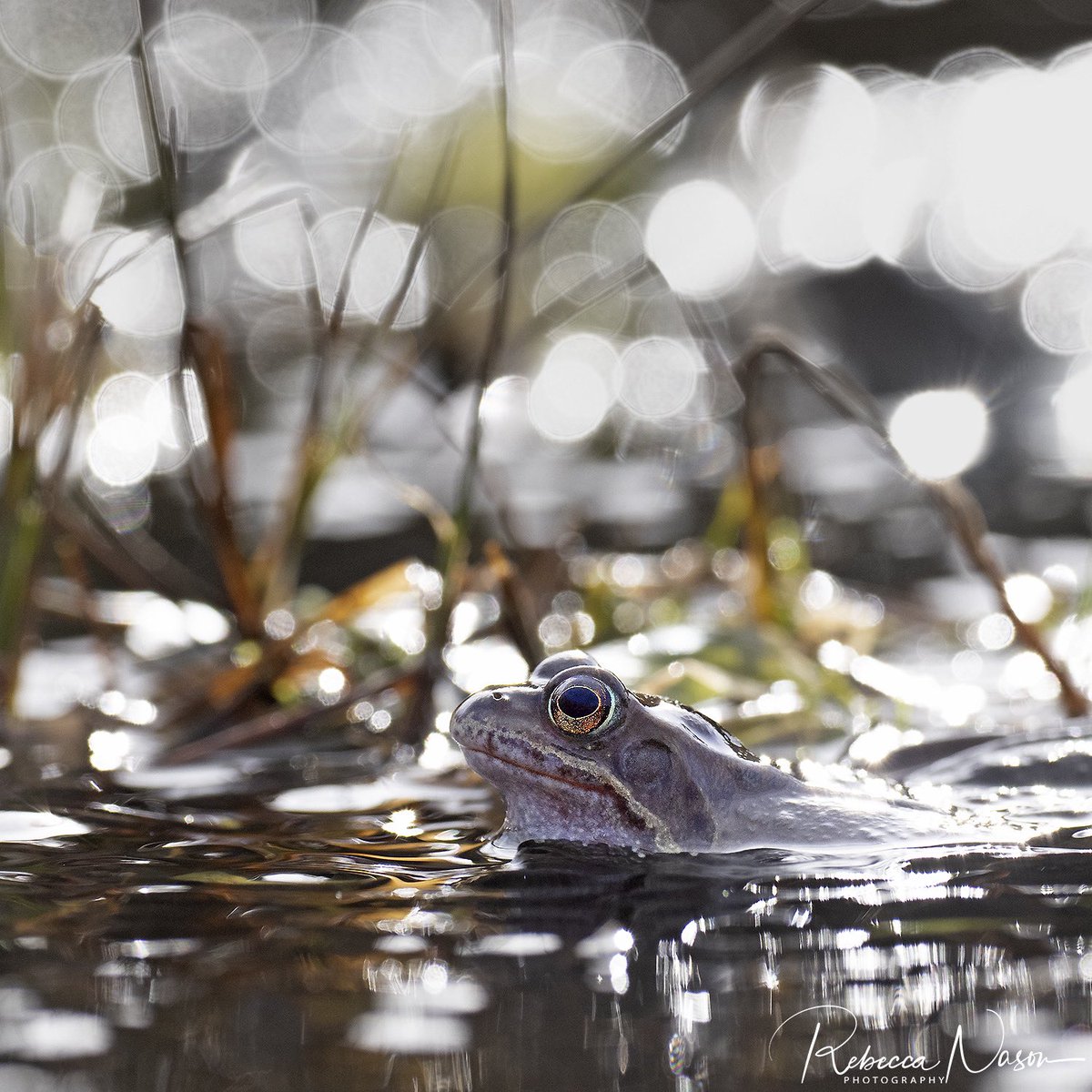 ShetlandTours's tweet image. Common Frog basking in March sunshine today, mainland Shetland. @ShetlandTours #Shetland #bokeh #OlympusUK