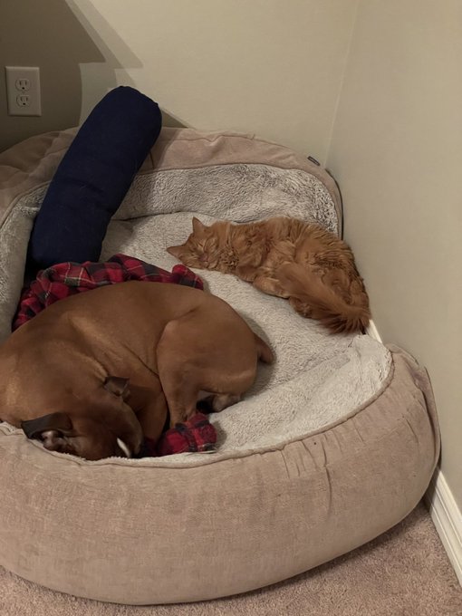 Sweet babies https://t.co/yJy1SKLOqp<a href="/tag/charlotteflair"class="tags"><span>#charlotteflair</span></a>