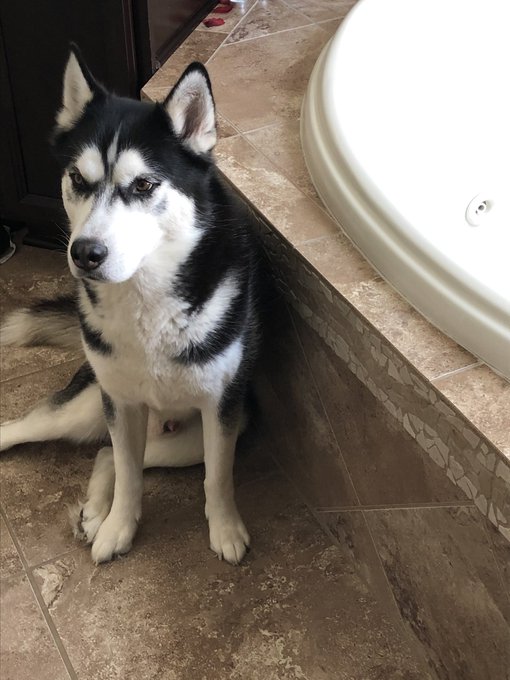 Sweet babies https://t.co/yJy1SKLOqp<a href="/tag/charlotteflair"class="tags"><span>#charlotteflair</span></a>