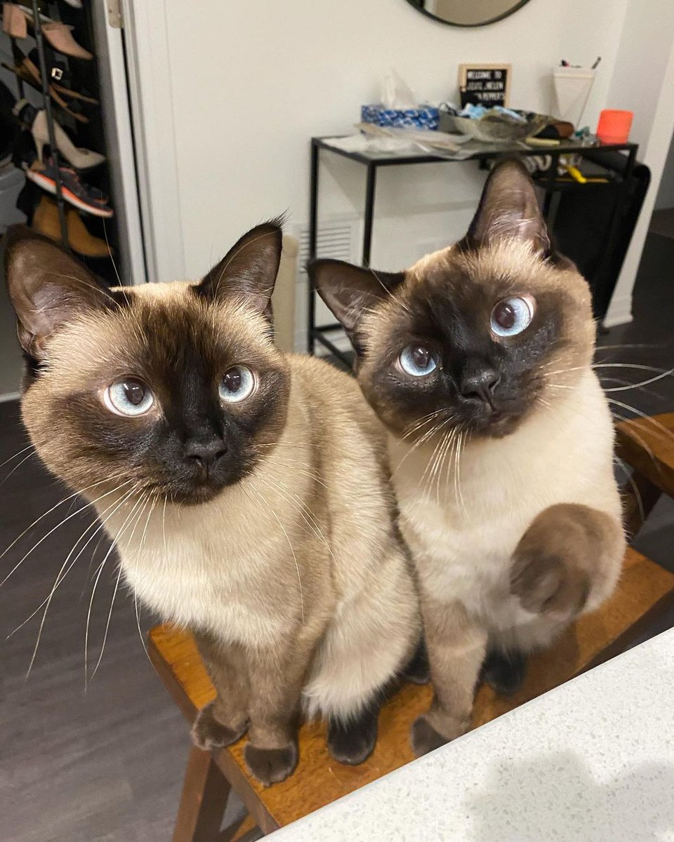 cyberglittter's tweet image. look at them 🥺