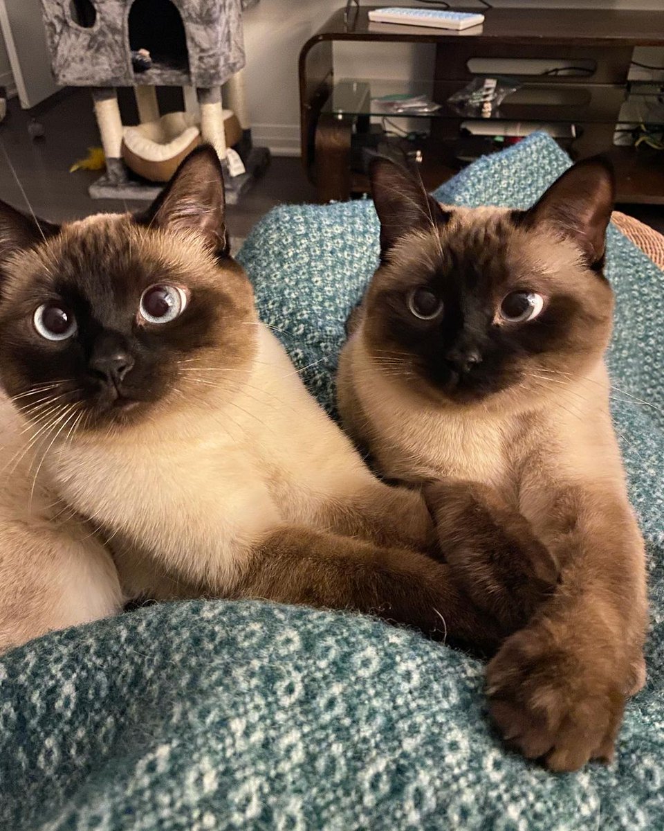 cyberglittter's tweet image. look at them 🥺