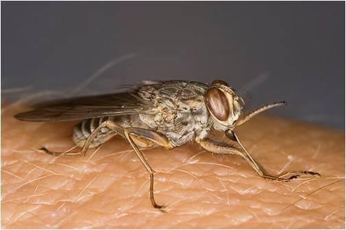 No emancipation for Women until these Women from Turkana are free from poverty and Disease.  Trypanosomiasis transmitted by Tsetse flies in Africa is now the major cause of poverty and poor health.