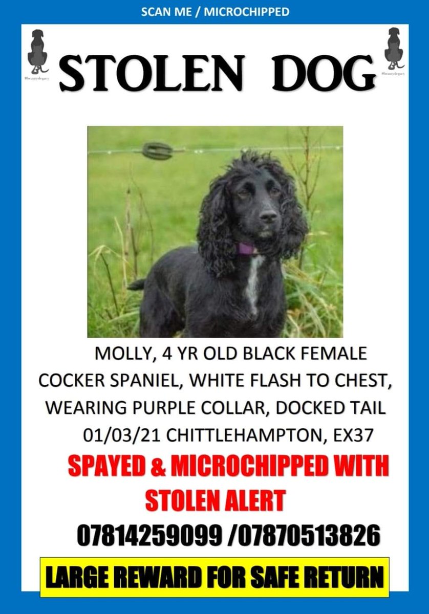 beautys_legacy's tweet image. ‼️URGENT ‼️Molly, 4 Yr old female black cocker, white flash to chest, docked tail, purple COLLAR
EX 37, Chittlehampton, North Devon.
01/03/21
SPAYED AND MICROCHIPPED 
‼️‼️LARGE REWARD FOR SAFE RETURN‼️‼️
CALL 07814259099 OR 07870513826
#findmolly