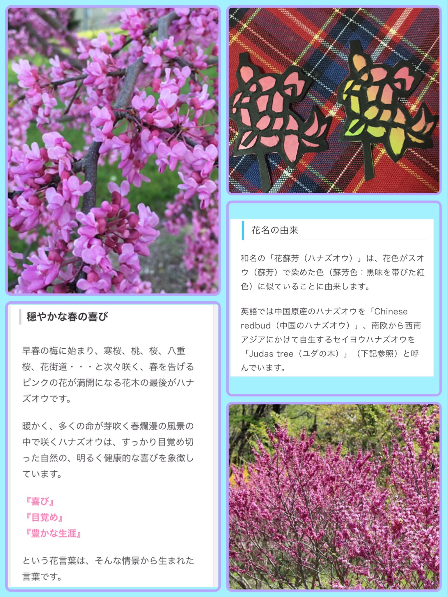Tomo ぽっちゃん 蒲公英歌vol 18 21年12月18日開催します 3月16日 お花 ハナズオウ 花言葉 豊かな生涯 生涯 生きている間 花言葉のように 過ごせたら 良きですね 毎日切り絵 花言葉 ハナズオウ T Co Mkoololdka Twitter
