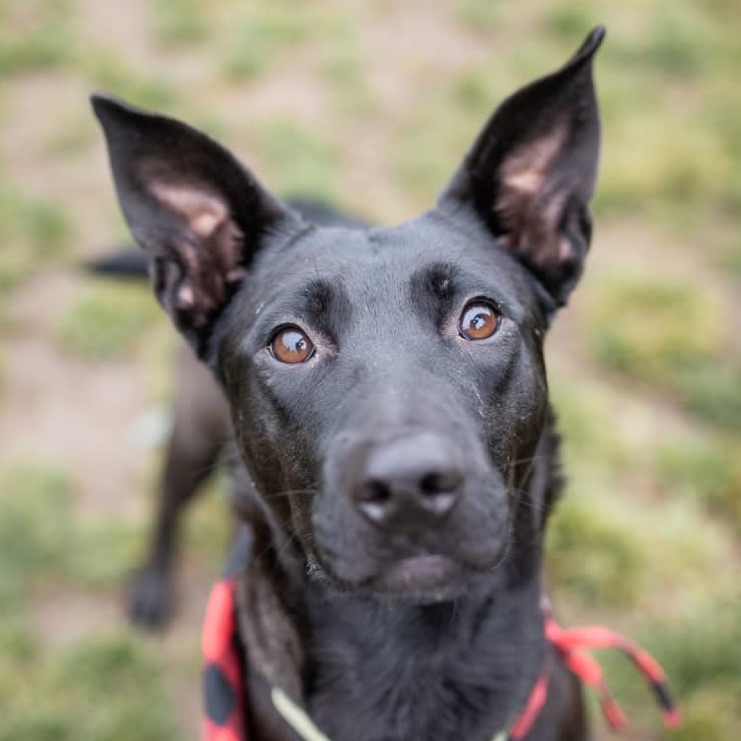 embarkvet's tweet photo. Can you match the #MuttMadness players' Embark breed results correctly? Reply with your guess! #MondayMatch Check back tomorrow to see if you got it right!
1. Luna
2. Ladybird
3. A
4. B
Vote in #MuttMadness today: https://t.co/hemWwS3Mpi
📸 @ophumane @Wagswhiskersmn
#EmbarkVet https://t.co/4Nxrn5uiky