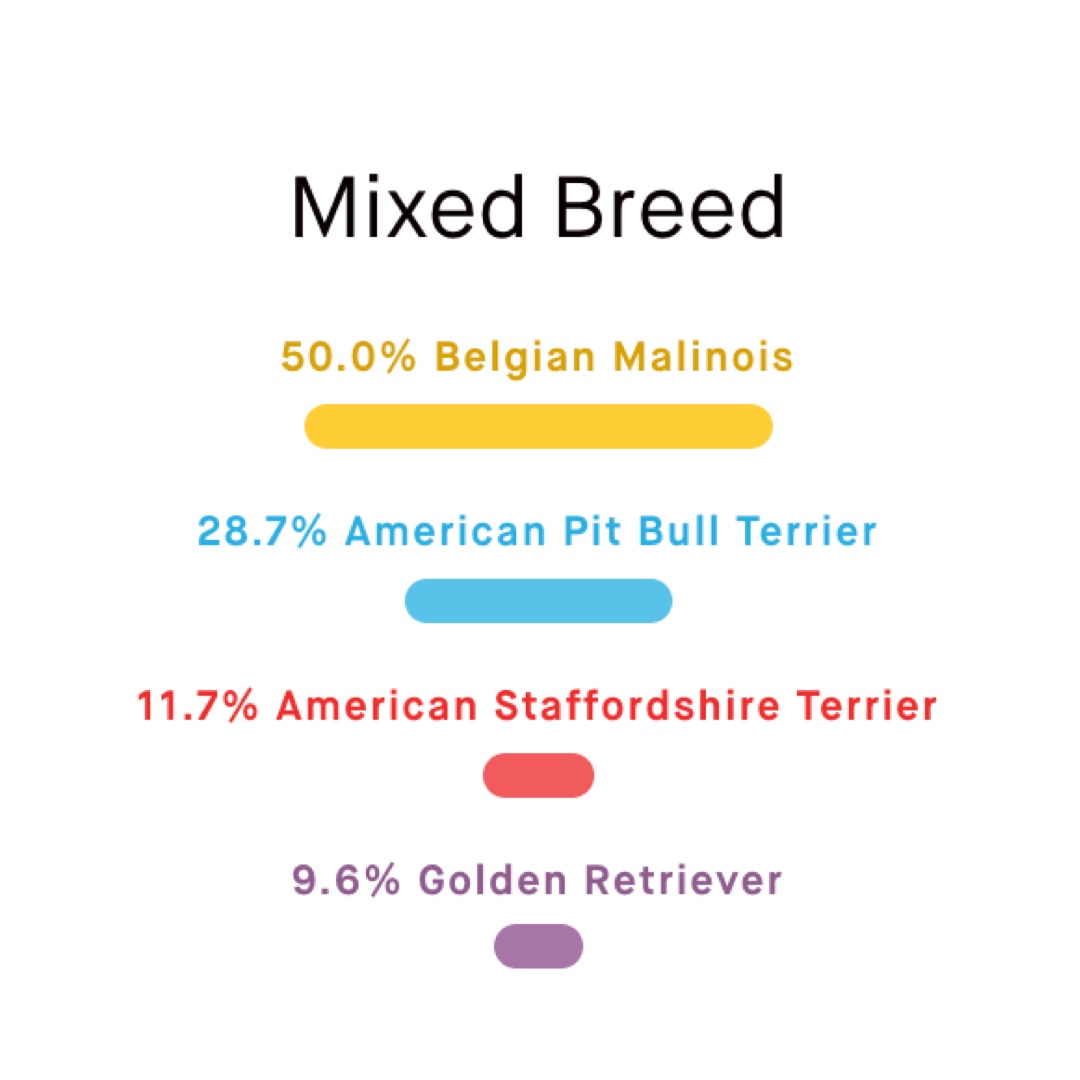 embarkvet's tweet photo. Can you match the #MuttMadness players' Embark breed results correctly? Reply with your guess! #MondayMatch Check back tomorrow to see if you got it right!
1. Luna
2. Ladybird
3. A
4. B
Vote in #MuttMadness today: https://t.co/hemWwS3Mpi
📸 @ophumane @Wagswhiskersmn
#EmbarkVet https://t.co/4Nxrn5uiky