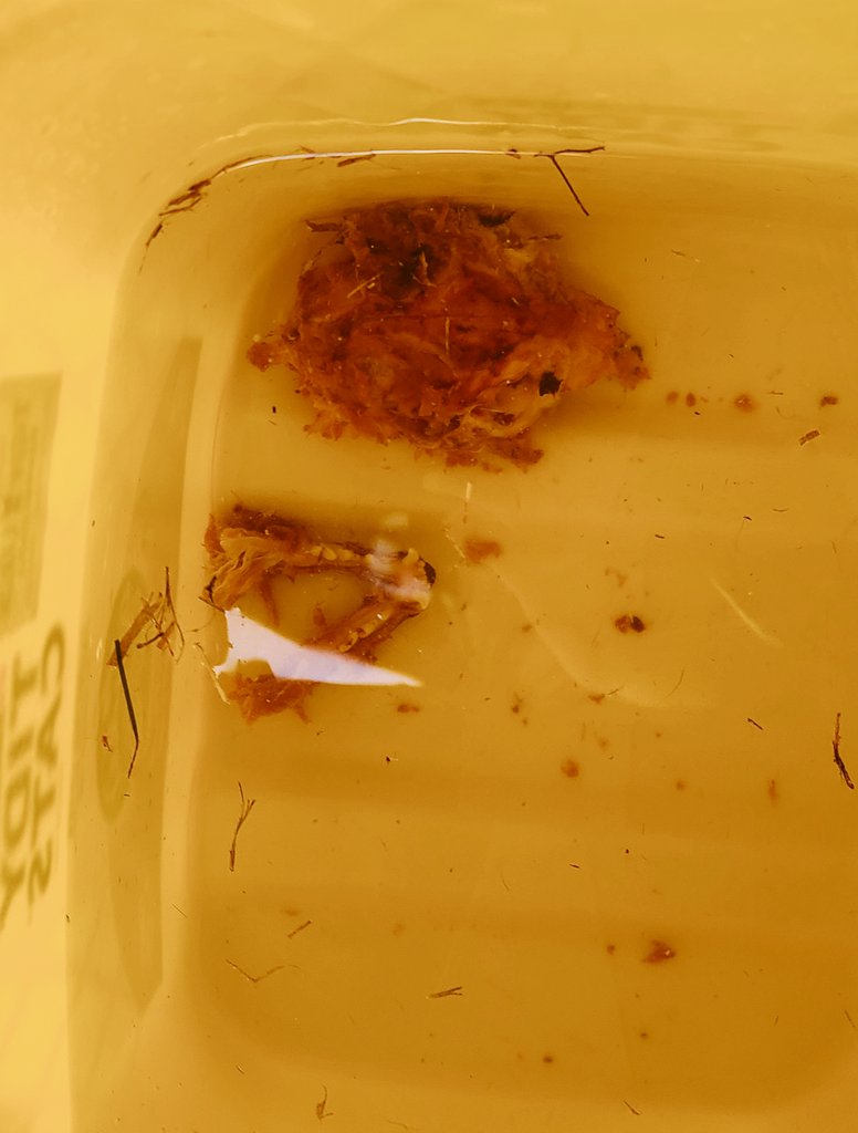 AutumnsOddities's tweet photo. Cat skull is officially in the death bucket! https://t.co/JYEAkc4Lh5
