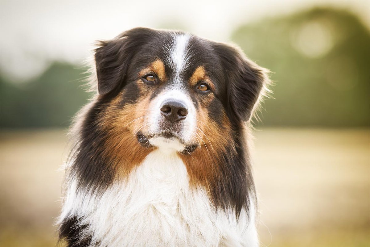 Australian-Sheperd (AUSSIE)❤✌🐕
#dog
#aussie
#Australian