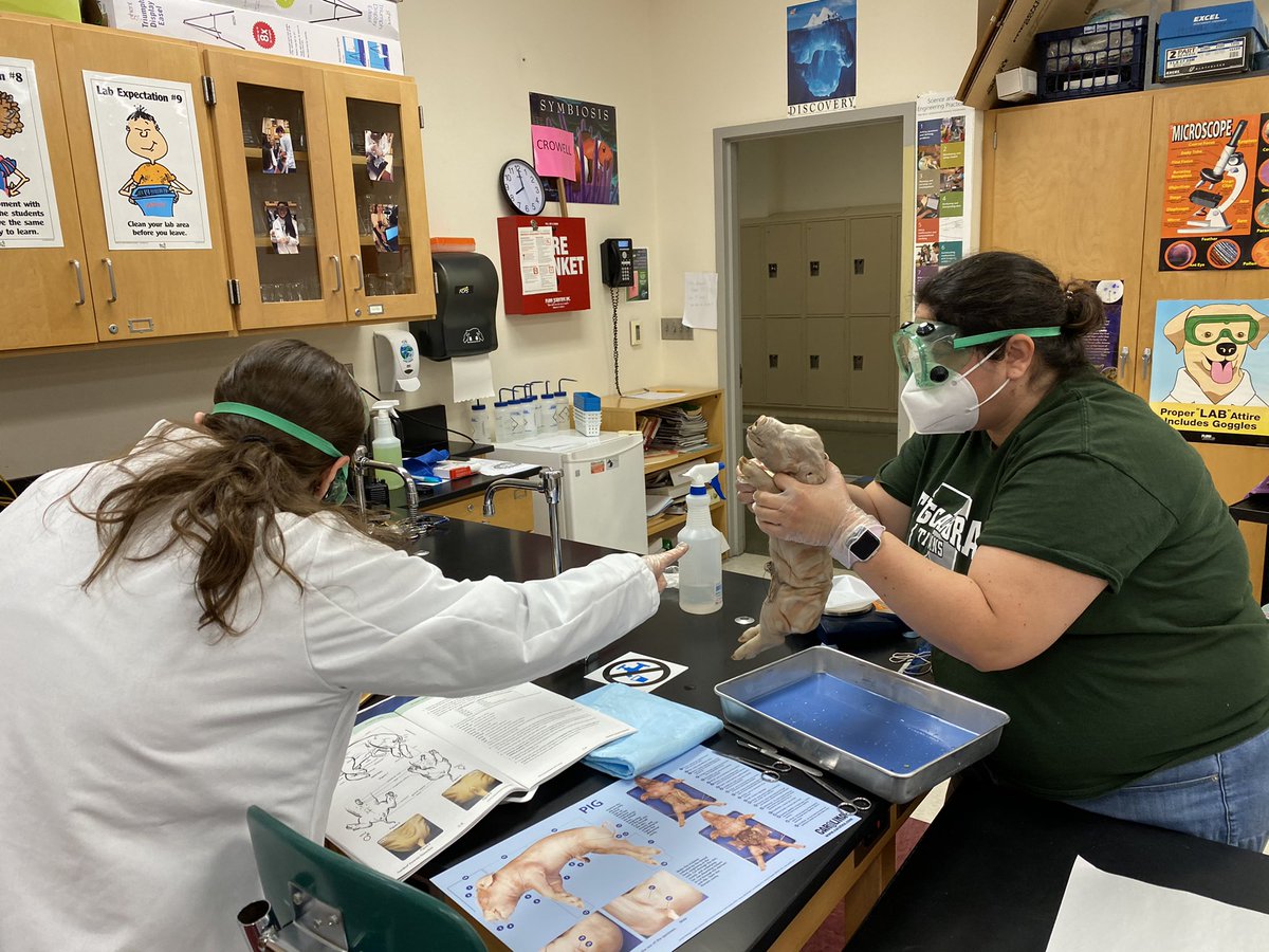 THS_Biomed's tweet photo. BI cohort A students begin their forensic autopsy of fetal pigs today with some help from our Community Liaison (and former nurse) Maria Fahnenstock. Virtual students participated by recording data and watching in google meet. Tomorrow we will complete the internal exam! https://t.co/Aa3yBVWHCe