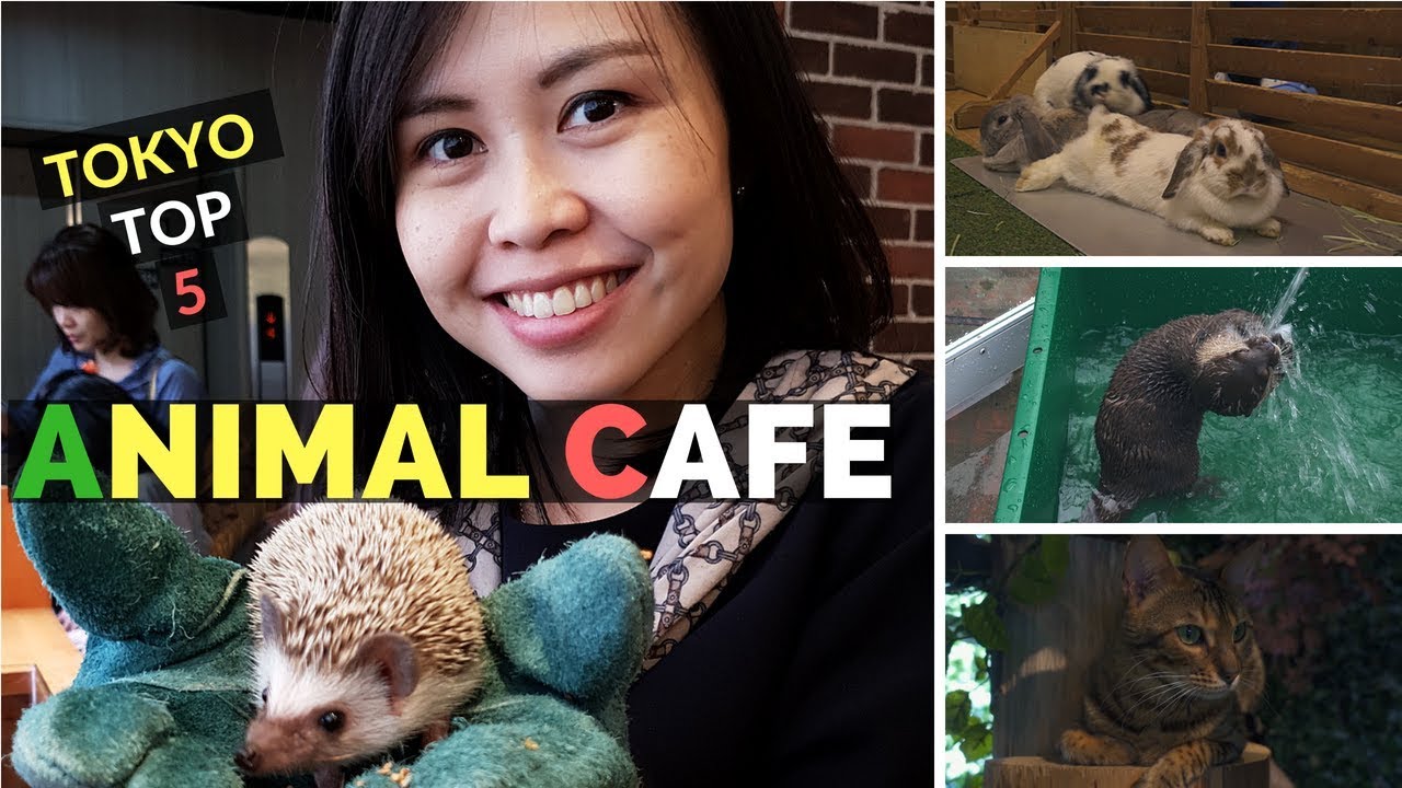 Travel Japan Tokyo Top 5 Animal Cafe Including Cat Cafe Owl Cafe Rabbit Cafe Hedgehog Cafe And Otter Cafe Travel Japan Guide 390 Animalcafe Cat Owl Poodle Rabbit Hedgehog