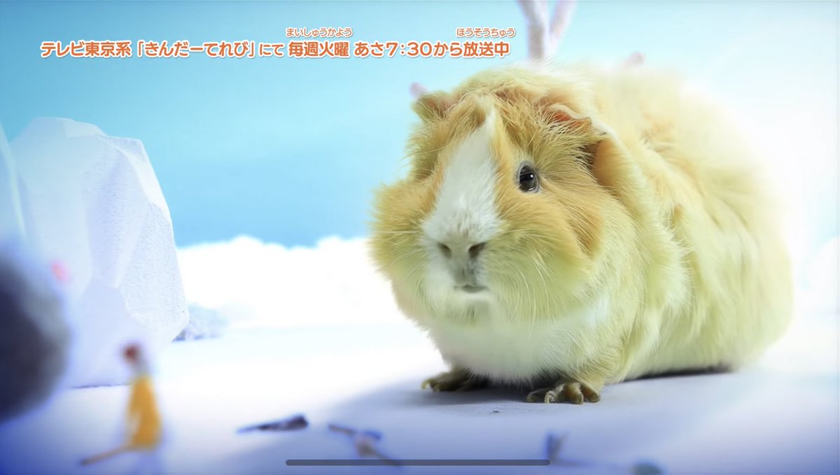 3月16日 Pui Pui モルカーで モルモット が話題に 163ページ目 トレンドアットtv 3月16日 Pui Pui モルカーで モルモット が話題に 163ページ目 トレンドアットtv