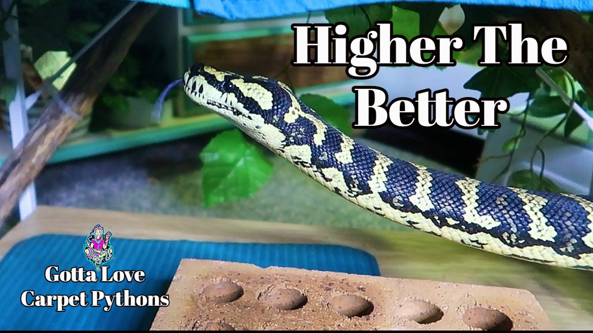 lovingpythons's tweet photo. My Snakes Love To Climb The Higher The Better https://t.co/qXWbLdCMWt via @YouTube https://t.co/AmLRtrDPHY