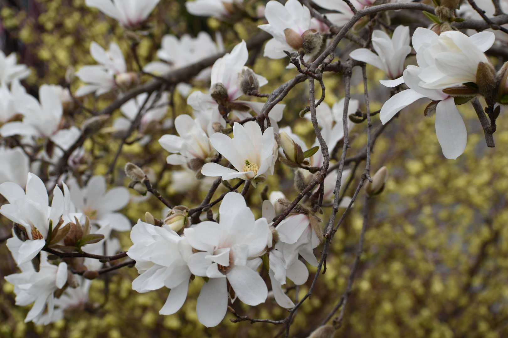 Akiri 辛夷の白い花が満開です よい日になりますように 辛夷 コブシの花 花言葉 歓迎 友情 信頼 T Co Lqb4u8xitd Twitter