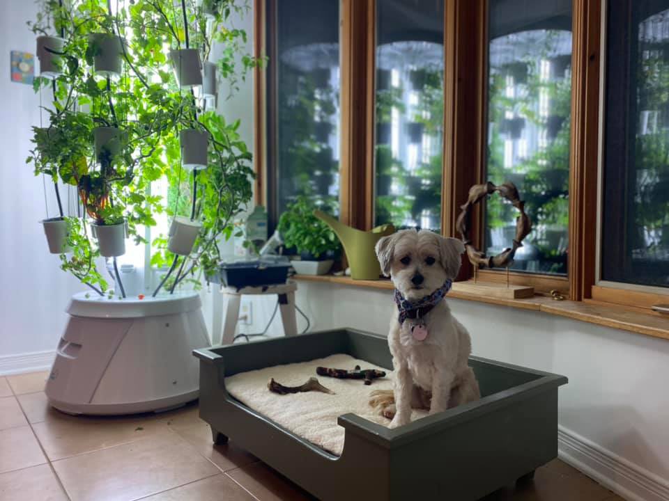 It’s when you ou start eating from it every day that you start feeling the value. Oh yes and cute dog hanging by the Nutritower.