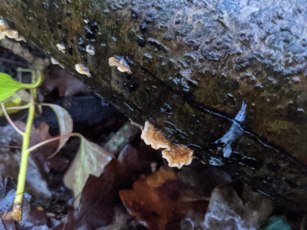 Martin_Belcher's tweet photo. #mushroom #seta https://t.co/Hf50VtCJlQ
