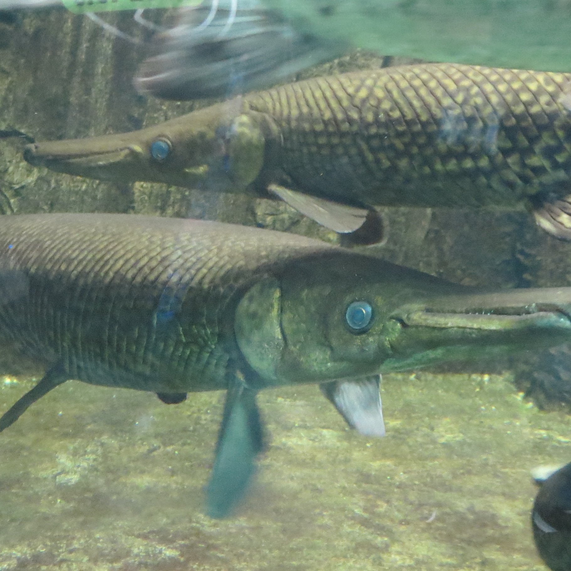 تويتر 古代魚マニア على تويتر アリゲーターガー もともとは 日本にはいない生物ですが テレビでも見る通り外来種となって目撃されています 古代魚は最後まで飼育できるのかよく考えて飼育するのが大切ですね アリゲーターガー さいたま水族館 T Co