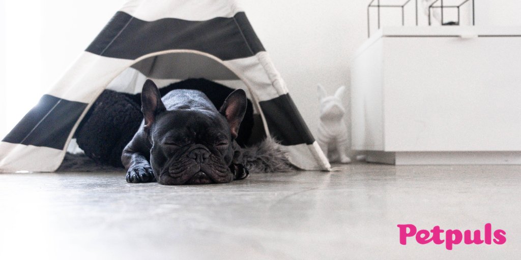 petpuls's tweet photo. Your dog called 📞. They want to celebrate National Napping Day with you! https://t.co/tJZbajnAlW