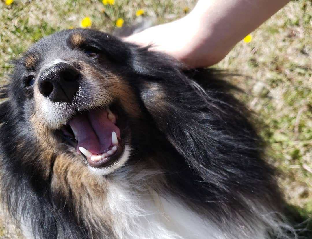 ** HELP NEEDED ** 

A week ago my dog started to show concerning behavior, so I went to the vet. After various tests and a hefty $1,300 bill, he is home safe for now while he tries medication. 

To help with the costs, I've made a kofi account 

ko-fi.com/raeity

1/3