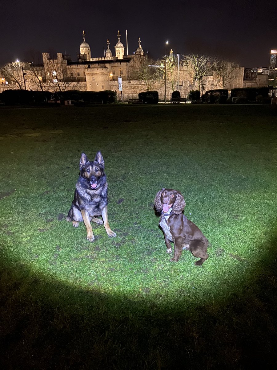 CityPoliceDogs's tweet photo. Hard to get these two together and sitting still at the same time! PD Lester & PD Jerry are out and about tonight keeping you safe #PDLester #PDJerry @CityPolice https://t.co/PNTej0xKhk
