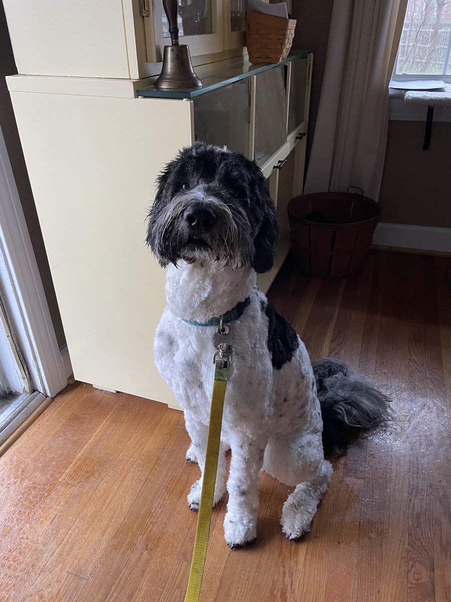 Army_Schnoodle's tweet photo. Sporting the new doo!  Much better for the coming Spring! #knoxthewonderdog @dog_feelings https://t.co/qm6lboRa8V
