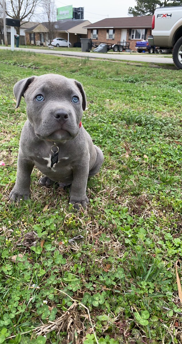 jallen_142's tweet image. butch at 7weeks old.. #americanbully #theabkc
