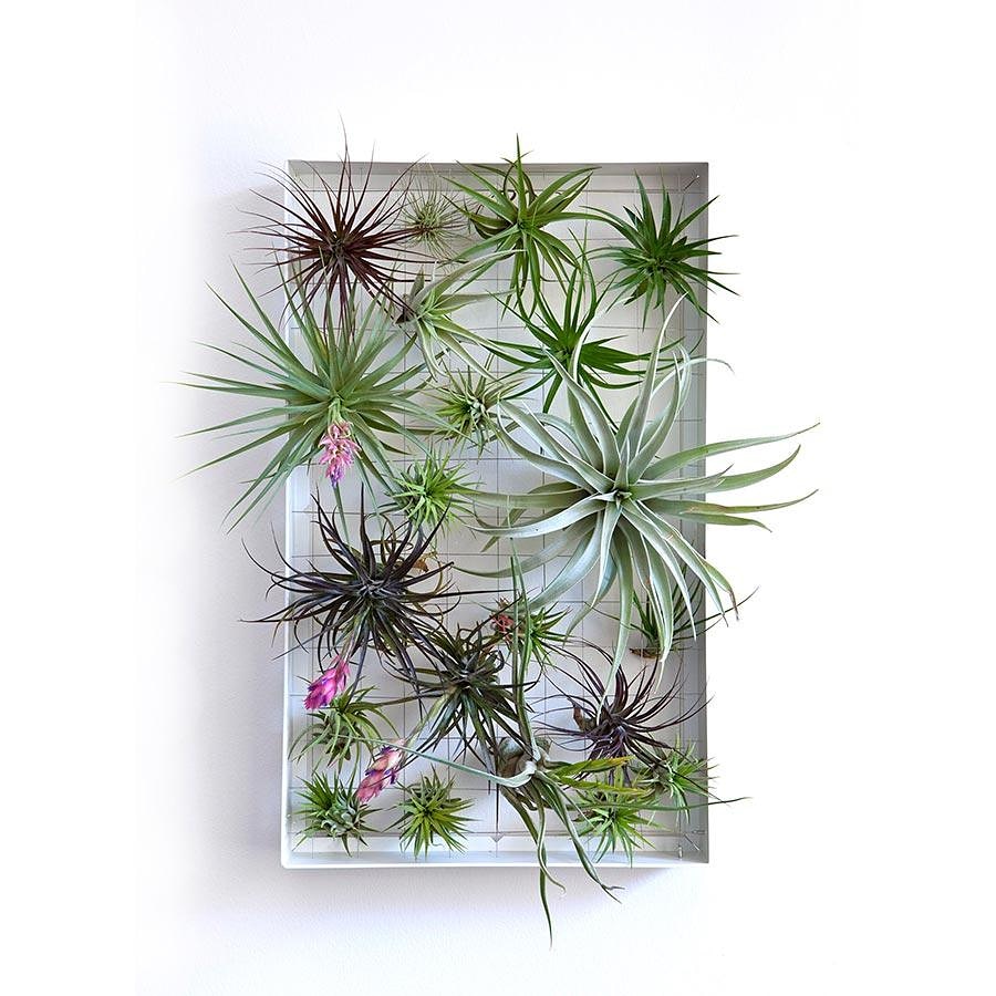 Airplant and wired frame. Like!? It's coming....
.
.
.
#airplant #tillandsia #airplants #airplantsofinstagram #airplantlove #tillandsias #plants #tillandsialover #plantsmakepeoplehappy #houseplants #plant #plantsofinstagram #airplantdecor #tillandsiaofinstagram #airplantlovers