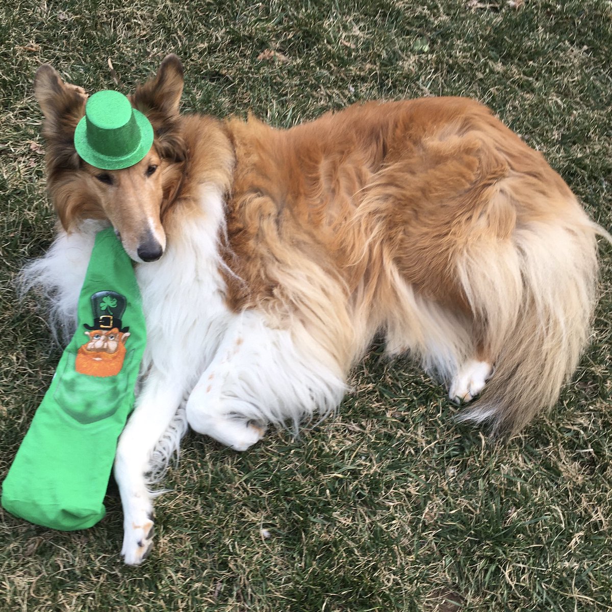 CollieCrusader's tweet photo. ☘️ Got my formal attire 🤵‍♂️ and am already for the #stpatrickscelebration 
☘️☘️☘️☘️☘️☘️☘️
My 😜 tie is actually a T-shirt mommy folded over to look like a tie! 
#stpatricksdaycountdown #wearingthegreen  #roughday #roughcollie https://t.co/svgw5LrePG