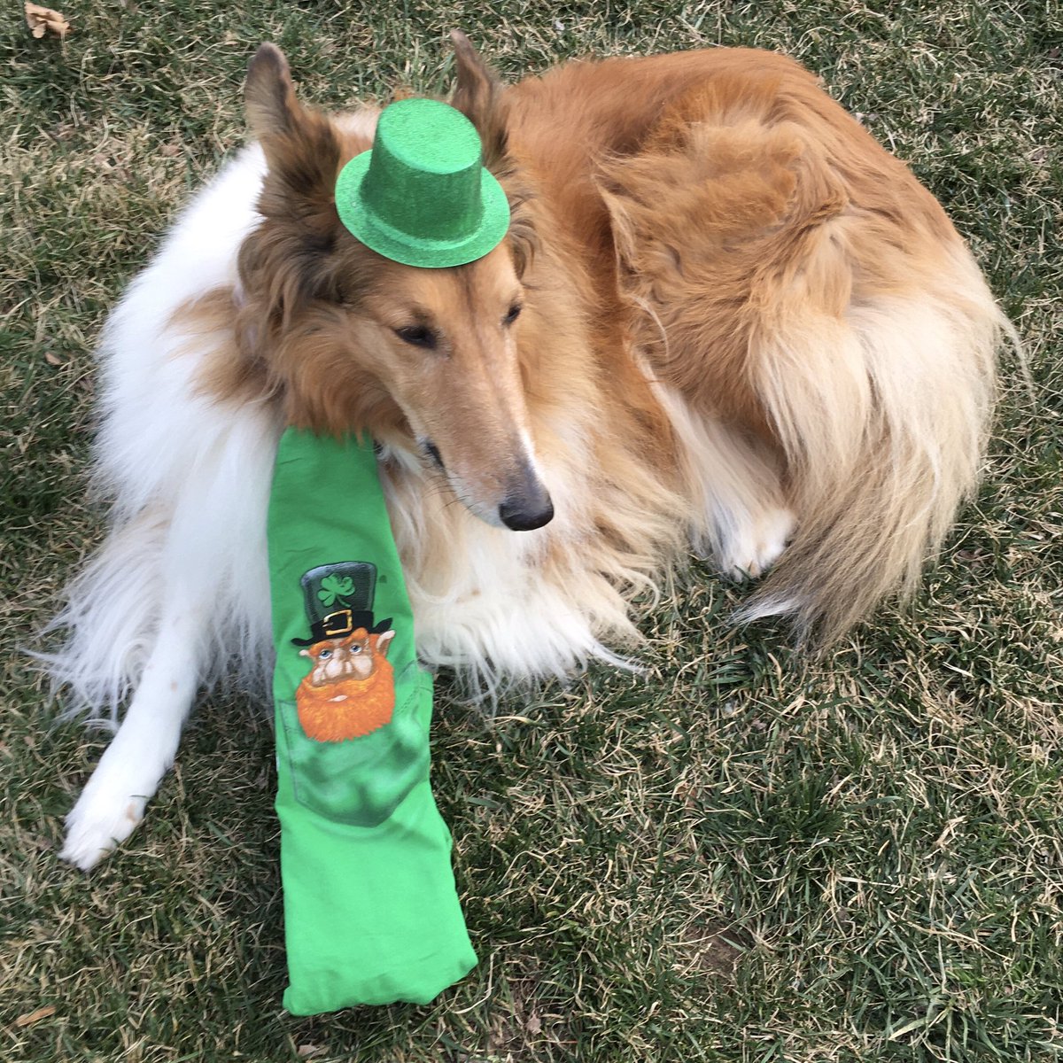 CollieCrusader's tweet photo. ☘️ Got my formal attire 🤵‍♂️ and am already for the #stpatrickscelebration 
☘️☘️☘️☘️☘️☘️☘️
My 😜 tie is actually a T-shirt mommy folded over to look like a tie! 
#stpatricksdaycountdown #wearingthegreen  #roughday #roughcollie https://t.co/svgw5LrePG